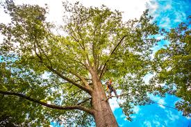 Trusted Anahola, HI Tree Removal Experts